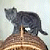 Play Cat Memory Cat Memory
